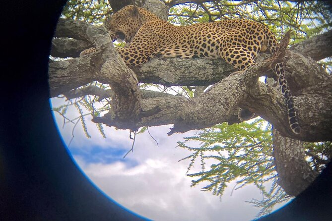 Best of Tanzania 5days 4nights safari - Day 1: Tarangire National Park and the Welcome Drive Into Safari Mode