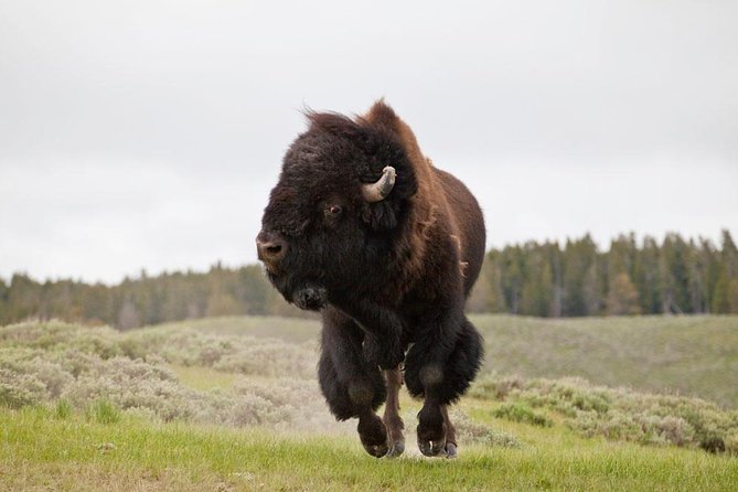 Best of Yellowstone - Guided National Park Safari Tour - Jackson Hole Pickup: A Big Reason This Tour Feels Easy
