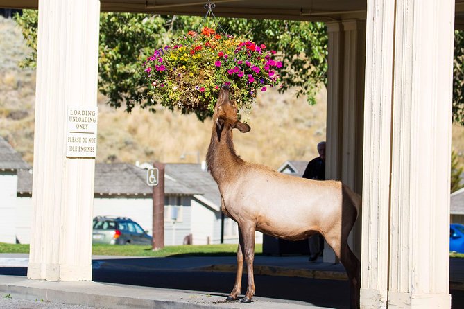 Best of Yellowstone - Guided National Park Safari Tour - Grand Teton National Park First: A 1-Hour Start That Sets the Tone