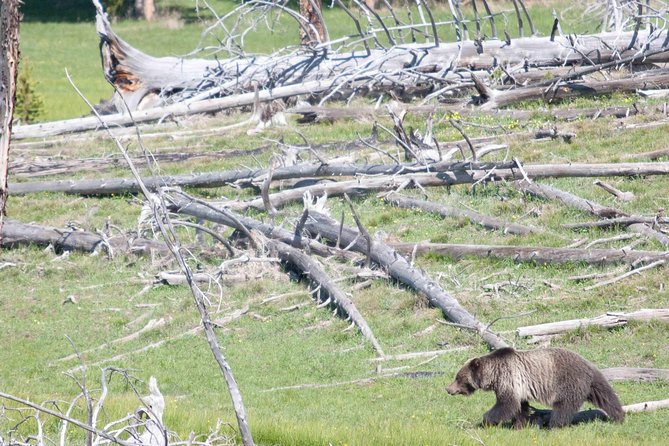 Best of Yellowstone Private National Park Safari Tour - Old Faithful: The First Big Moment (and Why You’ll Enjoy It)