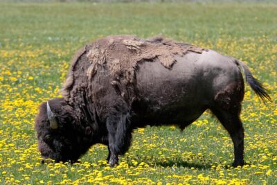 Best of Yellowstone Private National Park Safari Tour - The 6:30am Pickup That Changes Your Whole Day
