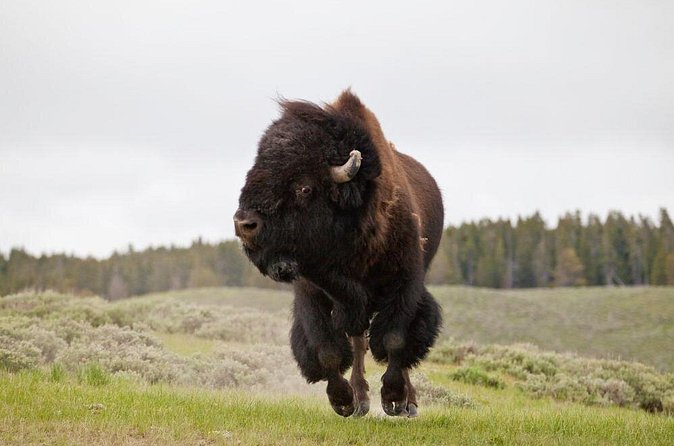 Best of Yellowstone Private National Park Safari Tour - Continental Divide Trail: A Quick Stop That’s More Than a Photo Op
