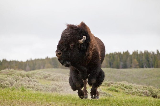 Best of Yellowstone Private National Park Safari Tour - Upper Geyser Basin and Canyon Village Area: When Waiting Becomes Part of the Fun