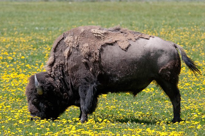 Best of Yellowstone Private National Park Safari Tour - The 6:30am Pickup That Changes Your Whole Day