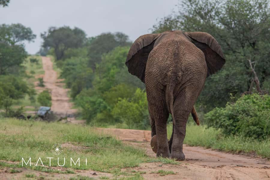 Big 5 Safari Am or Pm - Morning vs Afternoon: Coffee, Tea, and Sundowners (That You’ll Actually Enjoy)