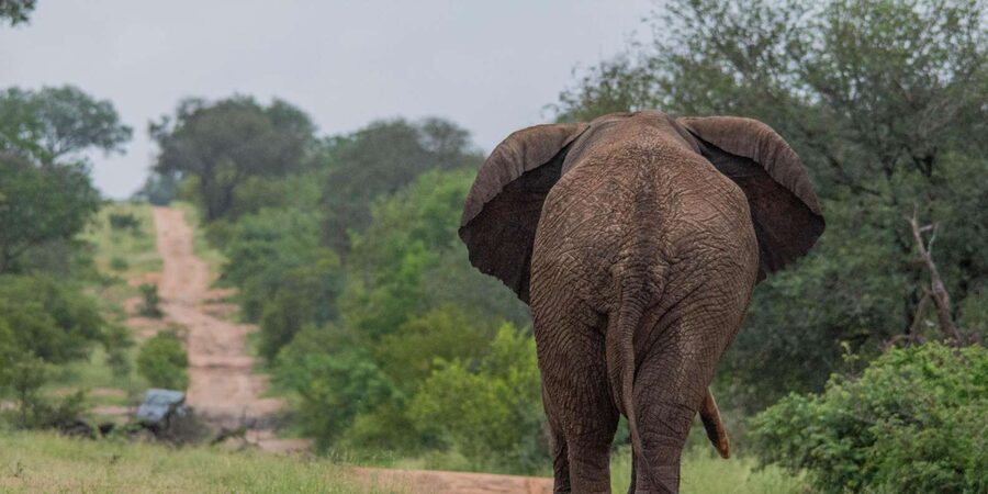 Big 5 Safari Am or Pm - How Much Value Is This $74 Price Tag? More Than You Think