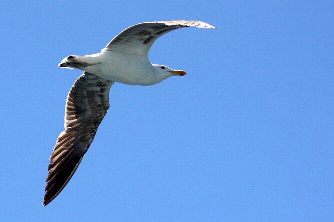 Big 5 Sea Safari in Walker Bay from Gansbaai - Key highlights to know before you go