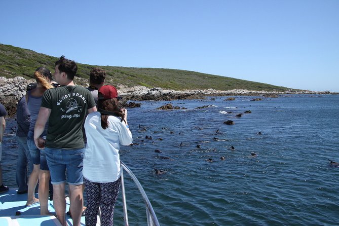 Big 5 Sea Safari in Walker Bay from Gansbaai - Gansbaai harbor cruise: where the trip starts