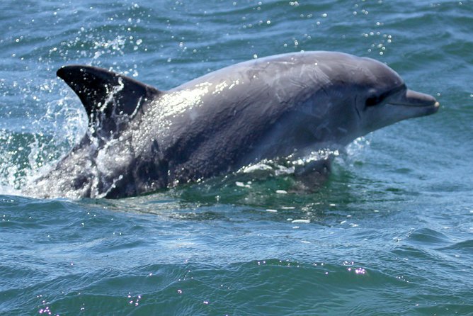 Big 5 Sea Safari in Walker Bay from Gansbaai - Out into Walker Bay: the whale-and-dolphin search pattern