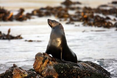Big 5 Sea Safari in Walker Bay from Gansbaai - Danger Point and the De Kelders / De Platt photo stops