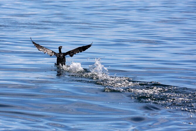 Big 5 Sea Safari in Walker Bay from Gansbaai - Marine biologist coaching: turning sightings into real understanding