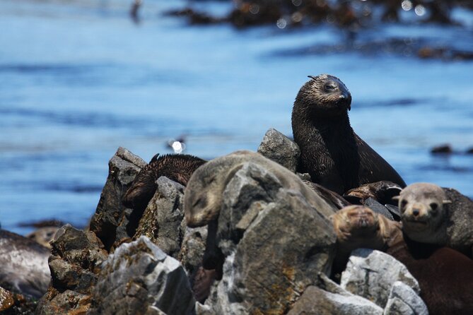 Big 5 Sea Safari in Walker Bay from Gansbaai - Comfort and what to bring for a chilly sea safari