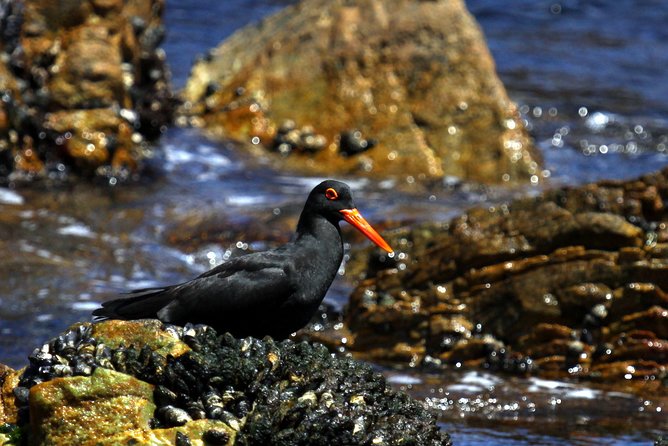 Big 5 Sea Safari in Walker Bay from Gansbaai - Price, value, and the small extra you may pay