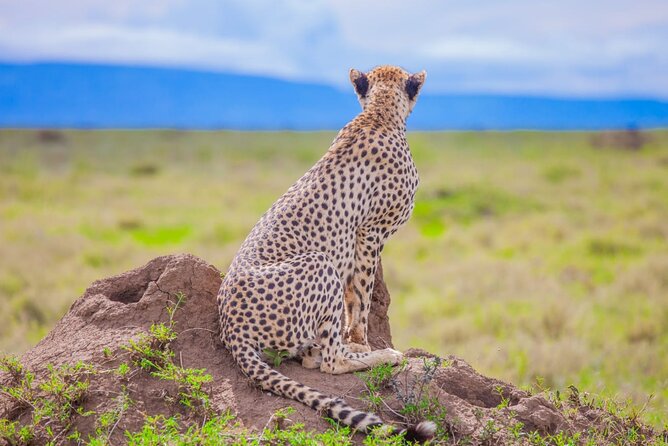 Big Five Classic Safari in Tanzania **Sustainable Travel approach - Big Five classics, built on smart routing