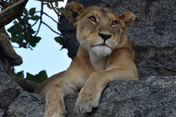 Big Five Classic Safari in Tanzania **Sustainable Travel approach - Open-roof 4x4s and the small-group advantage