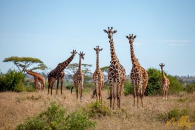 Big Five Classic Safari in Tanzania **Sustainable Travel approach - Price and value: what $1,785 includes (and why that matters)