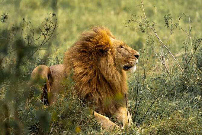 Big Five Classic Safari in Tanzania **Sustainable Travel approach - Day 1: arriving at Kilimanjaro and getting settled in Moshi