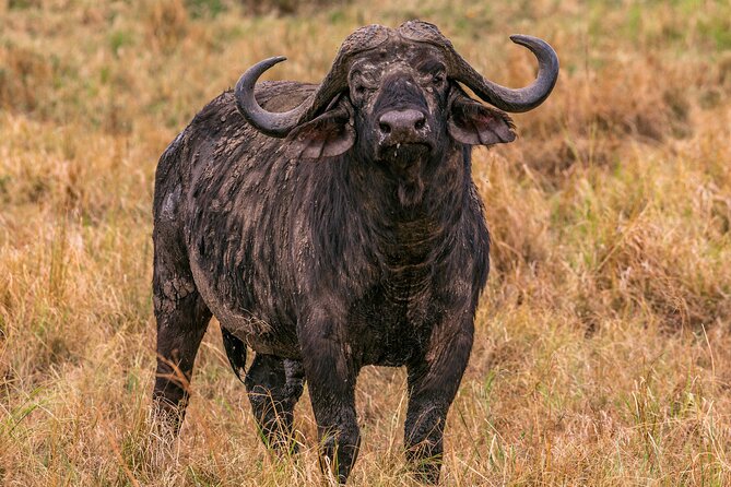 Big Five Classic Safari in Tanzania **Sustainable Travel approach - Day 2: Tarangire National Park for baobabs, birds, and a river that matters