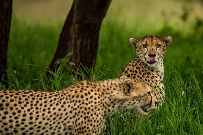 Big Five Classic Safari in Tanzania **Sustainable Travel approach - Day 6: Lake Manyara’s Rift Valley mix and tree-climbing lions