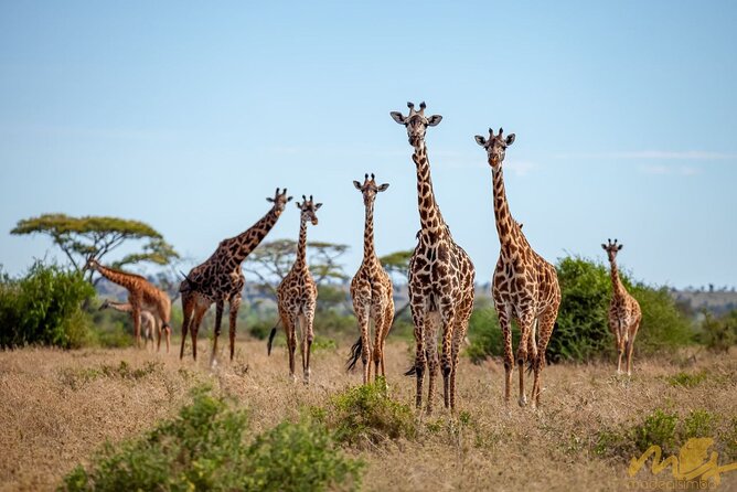 Big Five Classic Safari in Tanzania **Sustainable Travel approach - Price and value: what $1,785 includes (and why that matters)