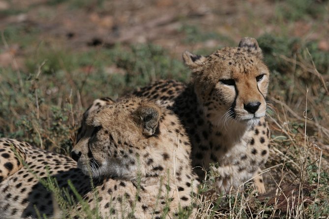 Big Five Game Reserve Wildlife Safari from Cape Town - Quick Safari Highlights at Aquila