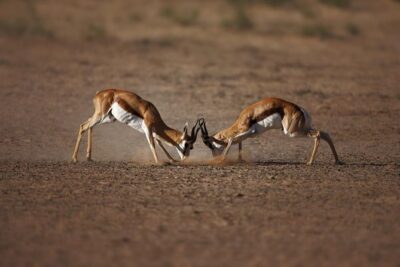 Big Five Game Reserve Wildlife Safari from Cape Town - The Open-Air Game Drive: How the 3 Hours Work (and How to Spot Smarter)