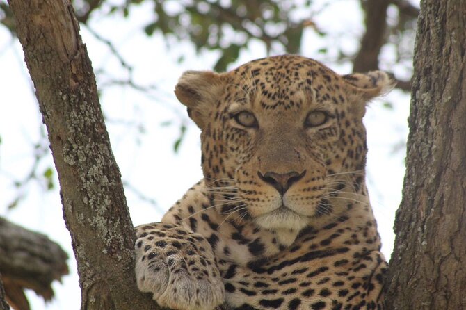 Big Five Luxury Safari in Tanzania - Arusha morning start and the rhythm of a 7-day safari