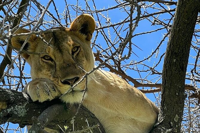Big Five Luxury Safari in Tanzania - Day 2: Lake Eyasi for birds, mammals, and a slower pace