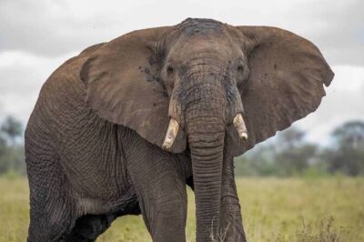 Big Five Luxury Safari in Tanzania - Day 1: Tarangire National Park and the “never dry” river idea