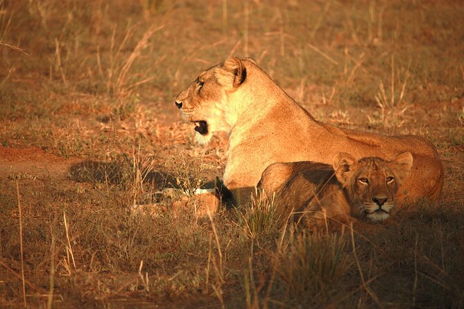 Big Five Luxury Safari in Tanzania - Day 3: Serengeti arrival, plus Maasai culture or Olduvai Gorge