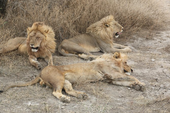 Big Five Luxury Safari in Tanzania - Day 4: Serengeti full day for predators and the Great Migration