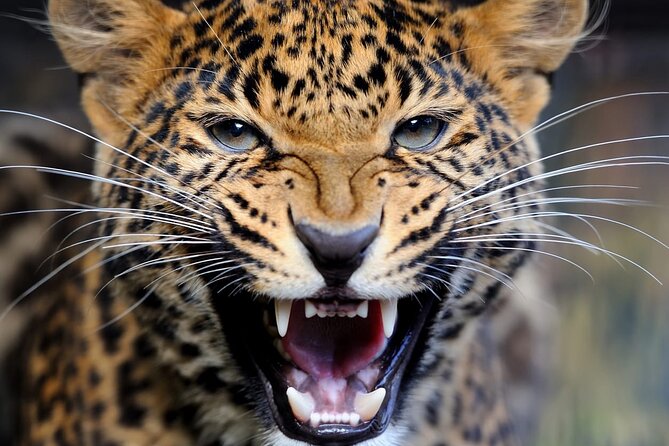 Big Five Luxury Safari in Tanzania - Day 5: Ngorongoro Crater and the black rhino factor