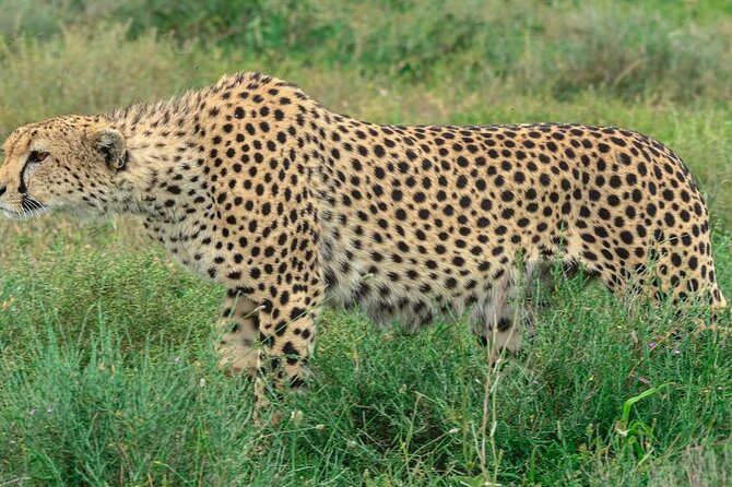 Big Five Luxury Safari in Tanzania - Day 6: Lake Manyara late-afternoon game drive