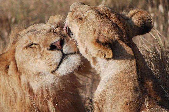 Big Five Safari In Tanzania - From Kilimanjaro to Karatu: a smooth start, no drama