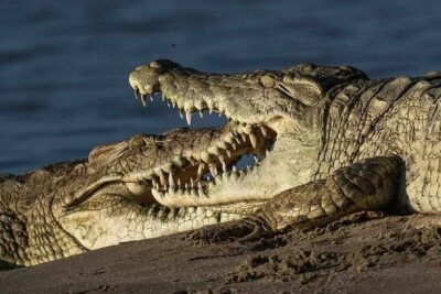 Big Five Safari In Tanzania - Lake Manyara: biodiversity, primates, and the tree-lion twist