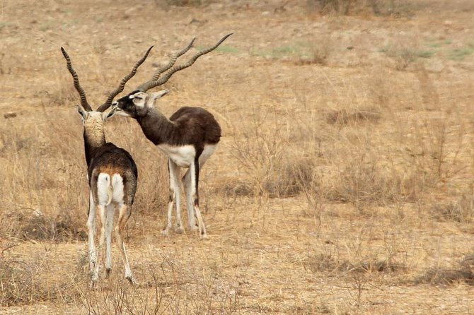 Bishnoi Village Safari - Why Bishnoi village life feels different from a typical sightseeing stop