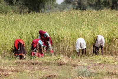 Bishnoi Village Safari - The 4-hour private format: calm, paced, and made for real questions