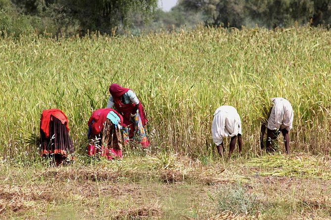 Bishnoi Village Safari - The 4-hour private format: calm, paced, and made for real questions