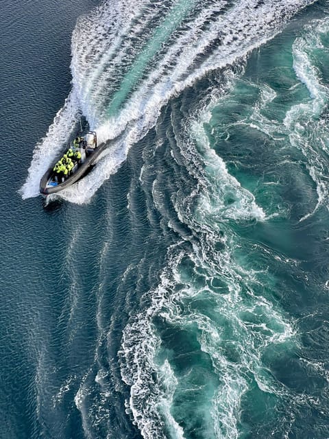 Bodø: Saltstraumen RIB Safari - Key highlights