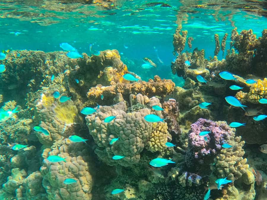 Bora Bora: 1/2 day lagoon safari - Shared tour - Key things you should know fast