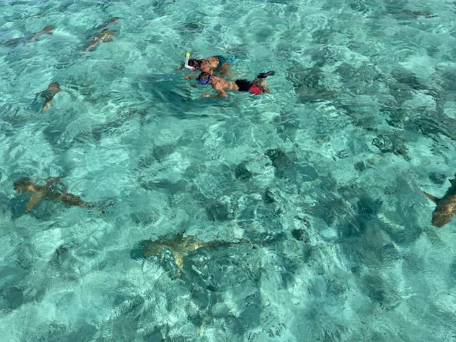 Bora Bora: 1/2 day lagoon safari - Shared tour - How the 4-hour lagoon safari runs from pickup to drop-off