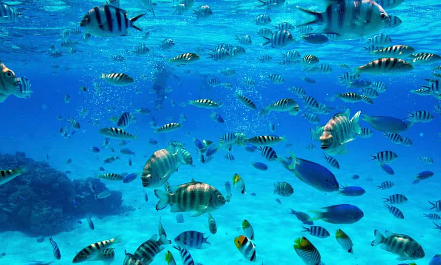 Bora Bora: 1/2 day lagoon safari - Shared tour - Snorkeling practicalities: fins, water shoes, currents, and sunscreen
