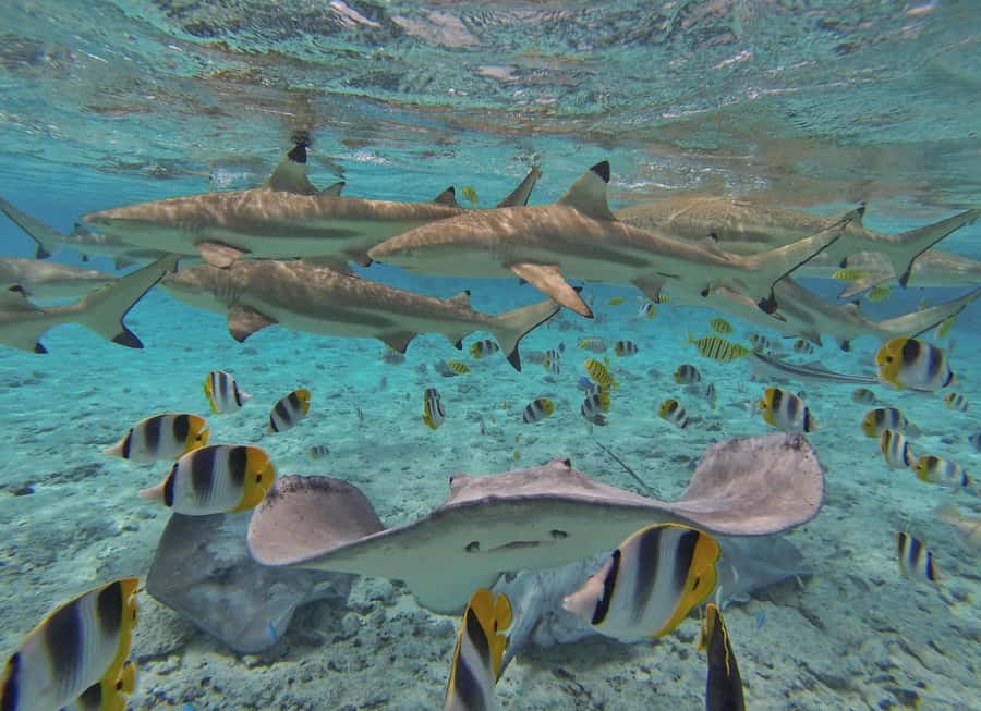 Bora Bora by Land and Sea: 4WD Safari and Snorkel - Practicalities: pickup timing, what to bring, and packing limits