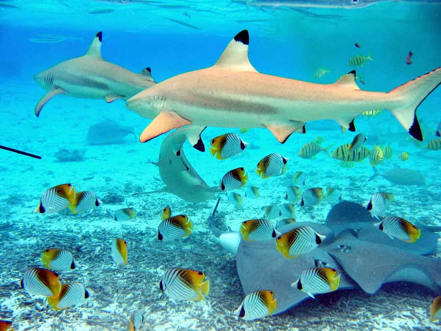 Bora Bora: Eco Shark and Snorkeling Safari - Key things to know before you go