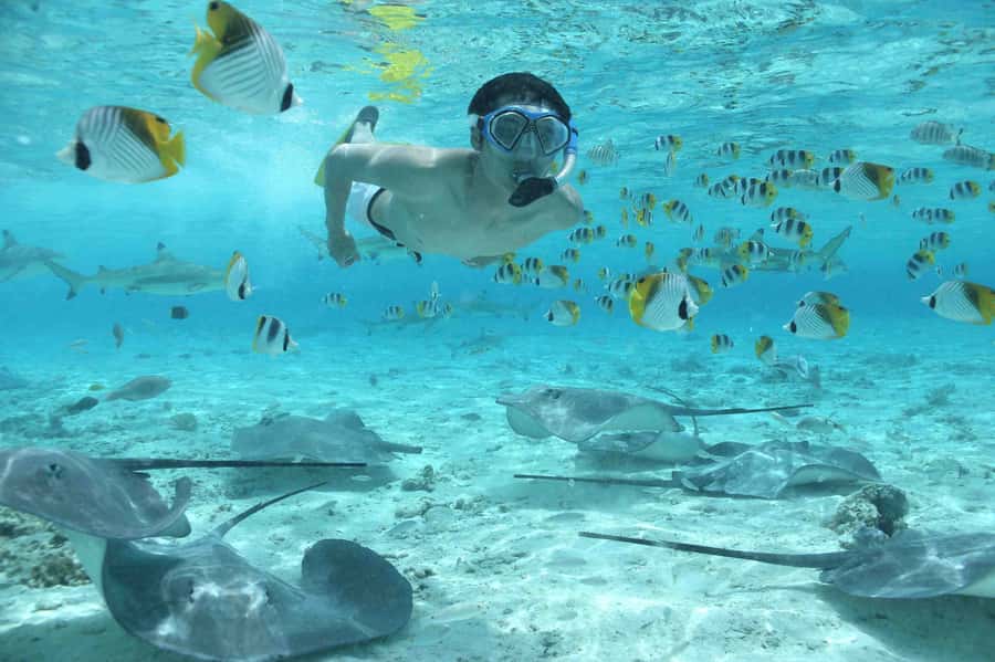 Bora Bora: Eco Shark and Snorkeling Safari - Why this 150-minute afternoon safari fits Bora Bora