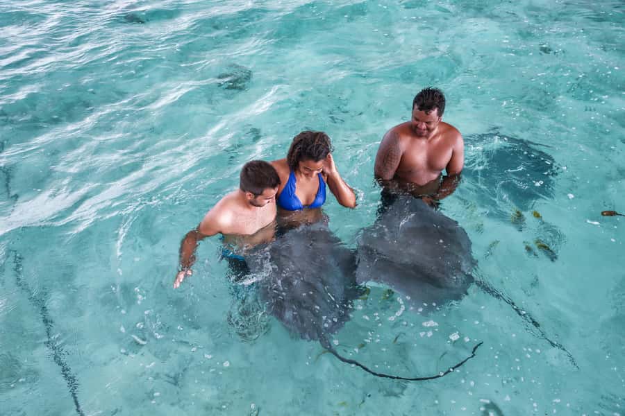 Bora Bora: Eco Shark and Snorkeling Safari - Barrier-reef coral garden: fish counts that feel unreal