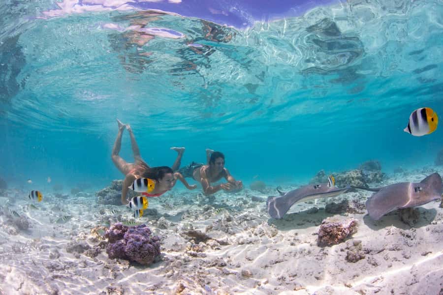 Bora Bora: Eco Shark and Snorkeling Safari - Pickup to lagoon cruising: how the boat day really works