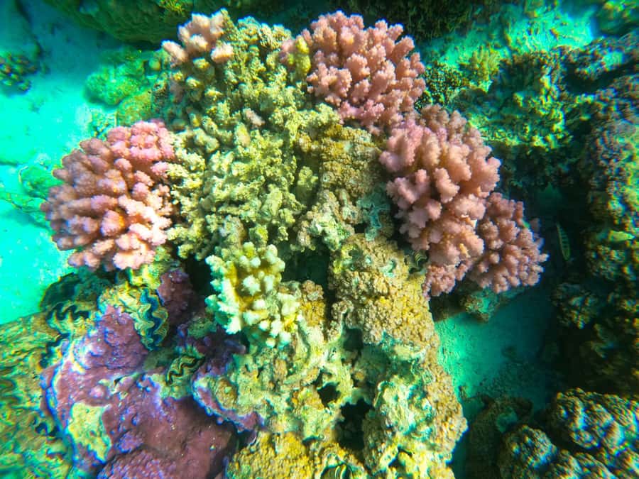 Bora Bora: Full day Lagoon Safari & Lunch on a Motu - ST - Bora Bora Lagoon Safari: What Makes This Day Work So Well