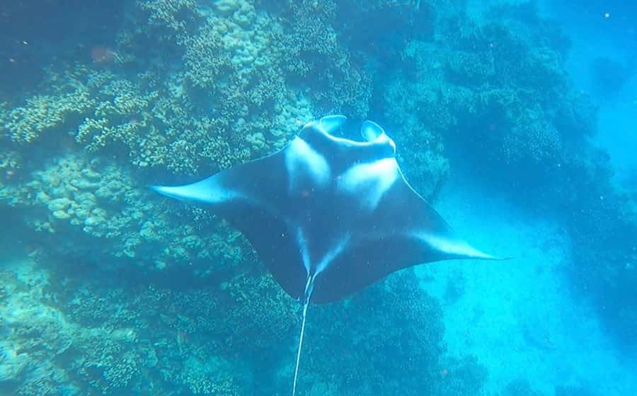 Bora Bora: Full day Lagoon Safari & Lunch on a Motu - ST - How Pickup, Gear, and Timing Set You Up for Success