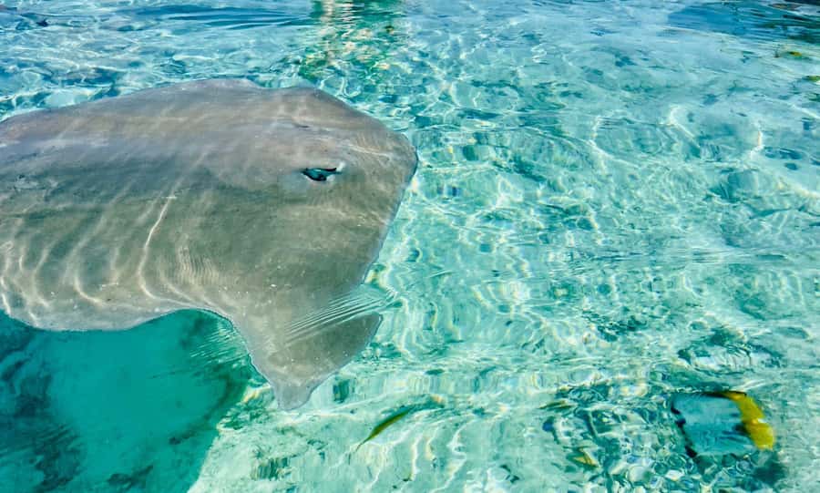 Bora Bora: Full day Lagoon Safari & Lunch on a Motu - ST - Snorkel Stop 1: Stingrays and Blacktip Reef Sharks Up Close